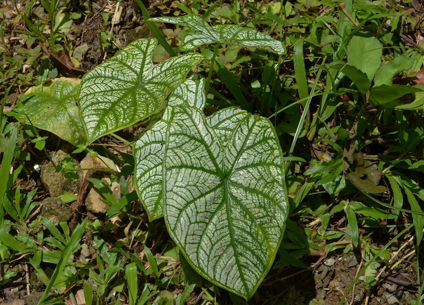 Изображение особи Caladium bicolor.