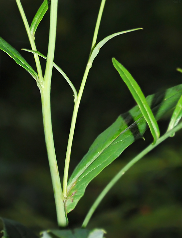 Image of Saussurea parviflora specimen.