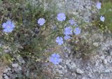 Linum squamulosum