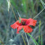 Papaver rhoeas