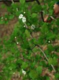 Crataegus microphylla. Ветвь с цветками. Азербайджан, Ленкоранский р-н, Гирканский лес. 11.04.2010.