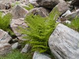 Athyrium distentifolium