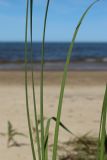 Typha angustifolia