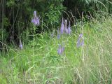 Veronica longifolia. Цветущие растения. Окр. Улан-Удэ, 10 км. 10.07.2011.