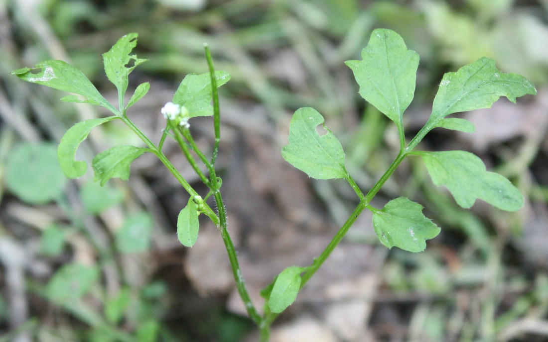 Изображение особи Cardamine flexuosa.