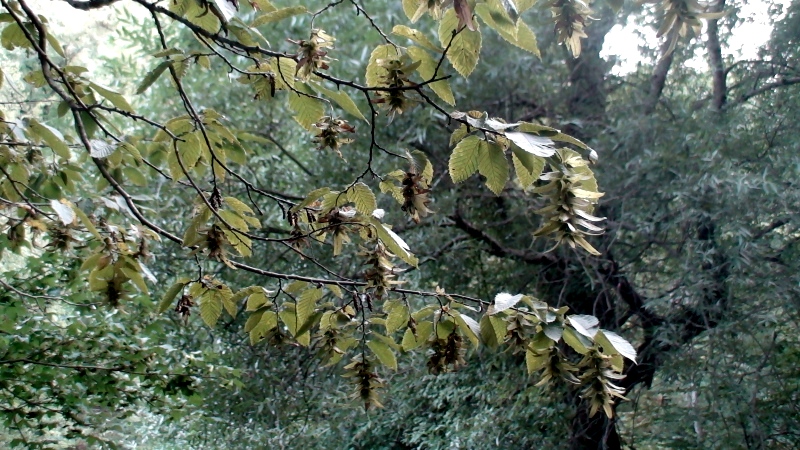 Изображение особи Carpinus orientalis.