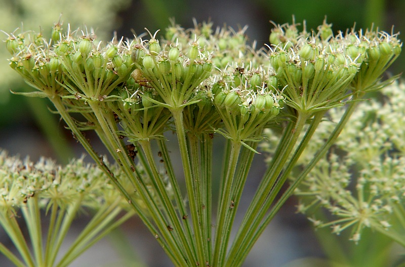 Изображение особи семейство Apiaceae.