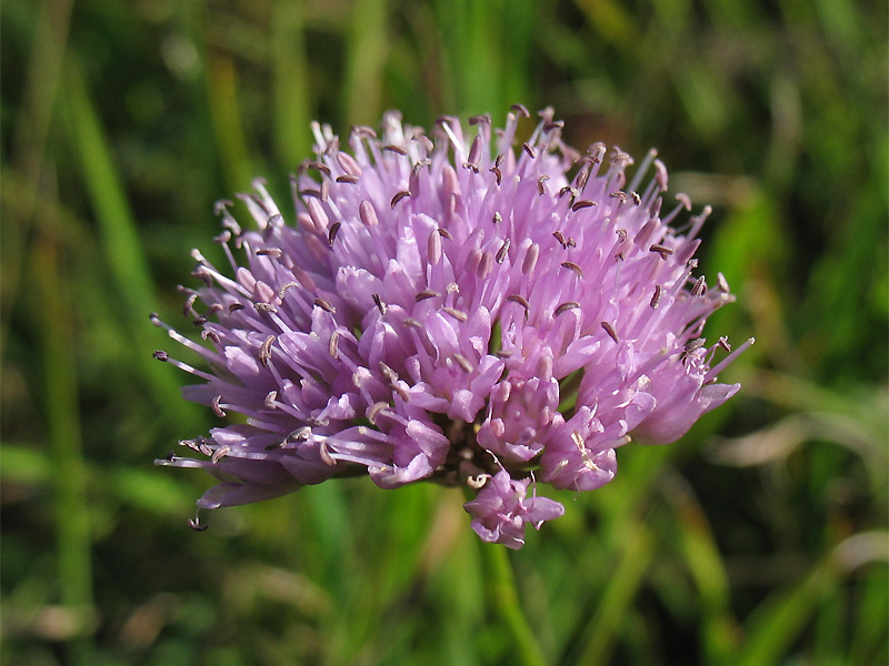 Изображение особи Allium lusitanicum.