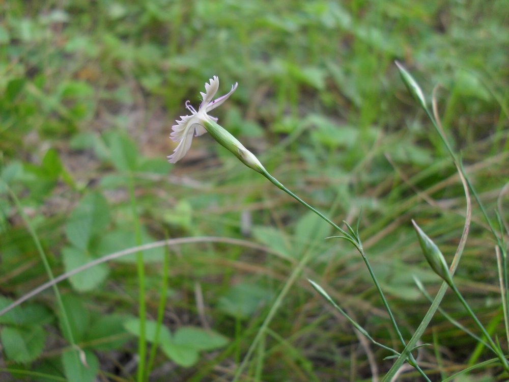 Изображение особи Dianthus campestris.