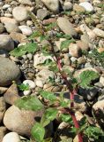 Amaranthus spinosus. Верхушка цветущего растения. Абхазия, Гагрский р-н, окр. г. Пицунда, берег оз. Инкит. 11.06.2012.