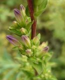 Campanula bononiensis