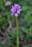 Neotinea tridentata. Соцветие. Крым, Байдарская долина, окр. с. Передовое. 2 мая 2014 г.