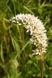 Lysimachia barystachys