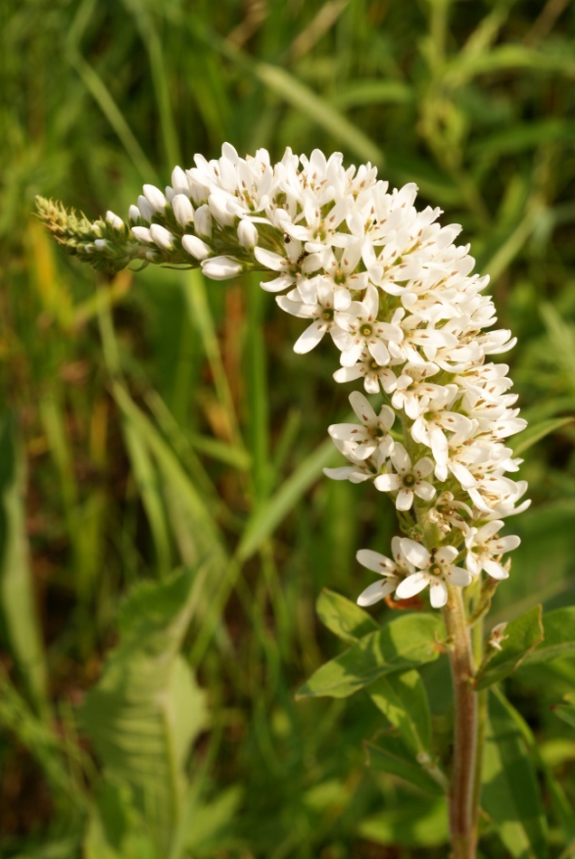 Изображение особи Lysimachia barystachys.