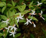 Gillenia trifoliata