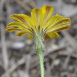 Leontodon biscutellifolius