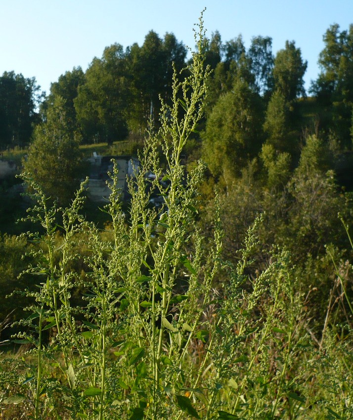 Изображение особи Chenopodium album.