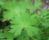 Geranium pyrenaicum. Лист. Польша, Беловежская Пуща, пос. Бяловежа. 25 июня 2009 г.