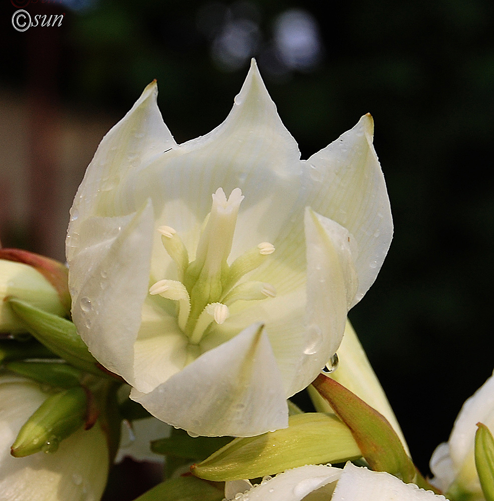 Image of Yucca gloriosa specimen.