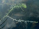 Utricularia intermedia