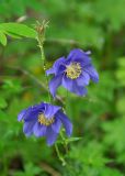 Aquilegia glandulosa. Цветки и плод. Бурятия, Окинский р-н, перевал Чойган-Дабан ≈ 1900 м н.у.м., на опушке у верхней границы леса. 05.07.2015.