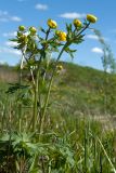 Trollius europaeus. Цветущее растение. Ленинградская обл., Гатчинский р-н, окр. пос. Пудость, луг в заброшенном травертиновом карьере. 24.05.2015.