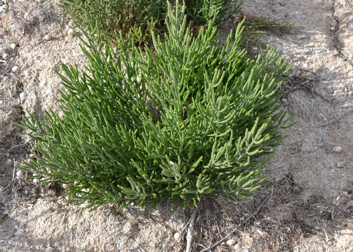 Изображение особи Salicornia perennans.