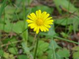 род Taraxacum. Соцветие. Бурятия, Тункинский р-н, окр. пос. Аршан. 19.07.2014.