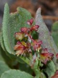 Rumex vesicarius