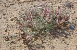 Astragalus erioceras