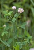 Trifolium hybridum