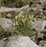 Linaria altaica