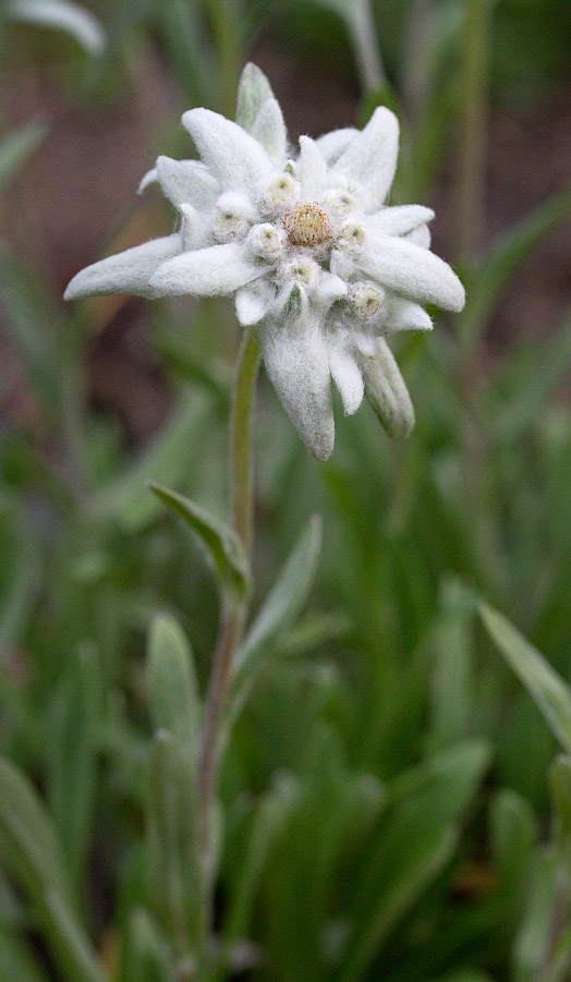 Изображение особи Leontopodium nivale ssp. alpinum.