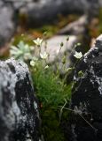 Minuartia uralensis