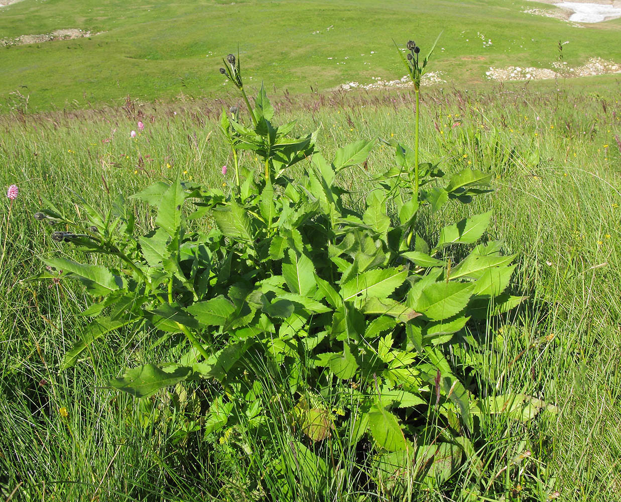 Изображение особи Cephalaria gigantea.