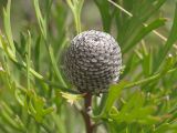 Isopogon anemonifolius. Соплодие. Австралия, Новый Южный Уэльс, национальный парк \"Blue Mountains\" (\"Голубые Горы\"), эвкалиптовый лес. 04.04.2009.