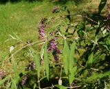 Buddleja davidii