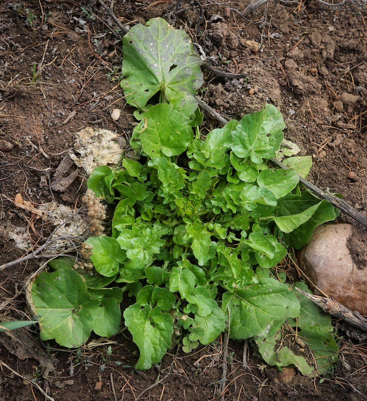 Image of Barbarea vulgaris specimen.