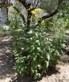 Helianthus tuberosus