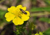 Potentilla chinensis