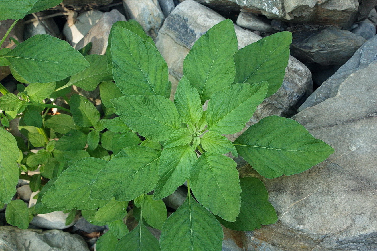 Изображение особи род Amaranthus.