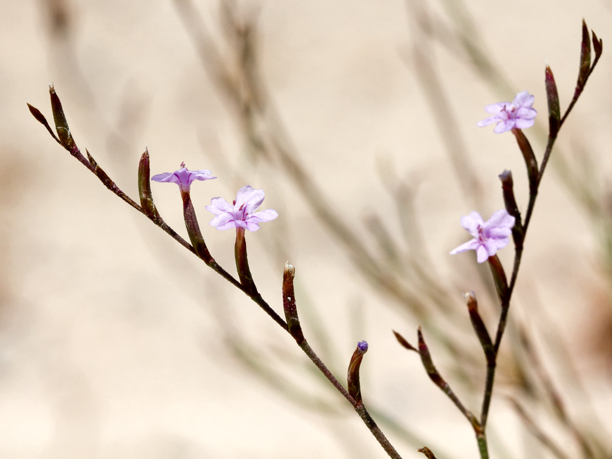 Изображение особи Limonium virgatum.