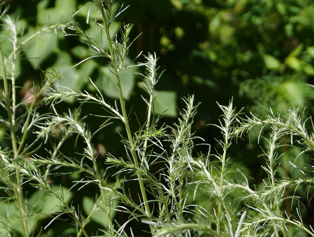 Image of genus Artemisia specimen.