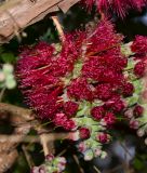 Melaleuca elliptica