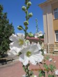 Alcea rosea