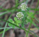 род Trifolium. Верхушка цветущего растения. Грузия, Боржоми-Харагаульский национальный парк, лес. 24.05.2018.