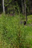 Epilobium adenocaulon. Цветущее растение (в левом нижнем углу - побеги Juncus conglomeratus). Ленинградская обл., Всеволожский р-н, окр. дер. Лаппелово, очищенная от деревьев полоса между ж.-д. путями и смешанным лесом. 30.07.2017.