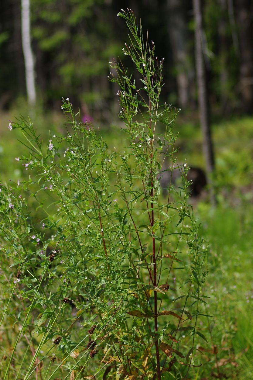 Image of Epilobium adenocaulon specimen.