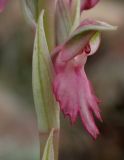 Anacamptis sancta