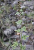 Althaea armeniaca. Верхушка плодоносящего растения. Грузия, край Самцхе-Джавахети, Боржомский муниципалитет, окр. устья ручья Читахеви, берег р. Кура. 09.10.2018.